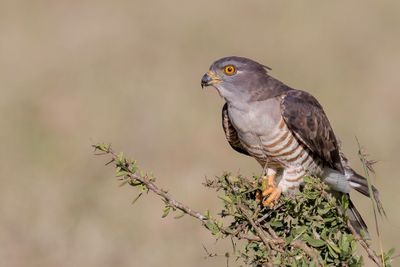 African Cuckoo-Hawk - Afrikaanse Koekoekswouw - Baza coucou