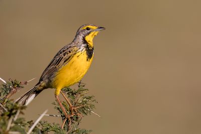 Yellow-throated Longclaw - Geelkeellangklauw - Sentinelle  gorge jaune