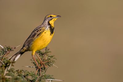 Yellow-throated Longclaw - Geelkeellangklauw - Sentinelle  gorge jaune
