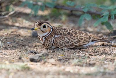 Three-banded Courser - Driebandrenvogel - Courvite  triple collier