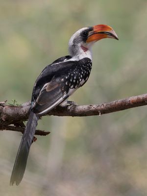 Jackson's Hornbill - Jacksons Tok - Calao de Jackson (m)
