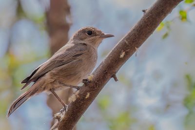 Brown-tailed Rock Chat - Bruinstaart - Traquet  queue brune