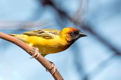 Northern Masked Weaver - Geelrugwever - Tisserin du Nil (m)