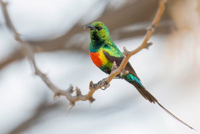 Beautiful Sunbird - Feenhoningzuiger - Souimanga  longue queue (m)