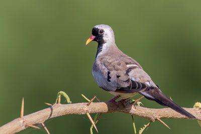 Namaqua Dove - Maskerduif - Tourterelle masque (m)