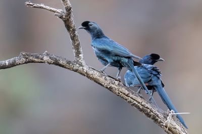 Bristle-crowned Starling - Borstelkruinspreeuw - Rufipenne de Salvadori