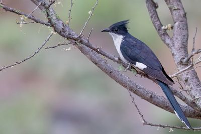 Jacobin Cuckoo - Jacobijnkoekoek - Coucou jacobin