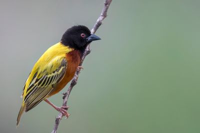 Golden-backed Weaver - Jacksons Wever - Tisserin  dos d'or (m)