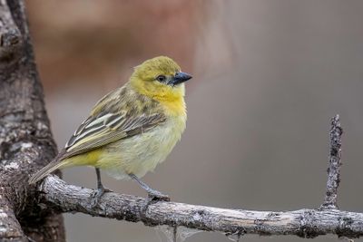 Little Weaver - Dwergmaskerwever - Tisserin minule (f)