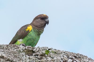 Meyer's Parrot - Meyers Papegaai - Perroquet de Meyer