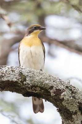 Greater Honeyguide - Grote Honingspeurder - Grand Indicateur (imm)