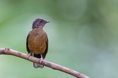 White-tailed Ant Thrush - Witstaartlijster - Nocossyphe  queue blanche