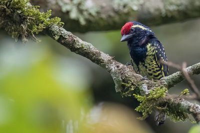 Yellow-spotted Barbet - Geelvlekbaardvogel - Barbican  taches jaunes