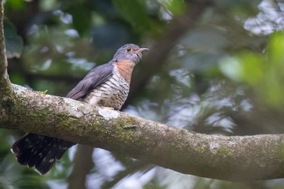 Red-chested Cuckoo - Heremietkoekoek - Coucou solitaire