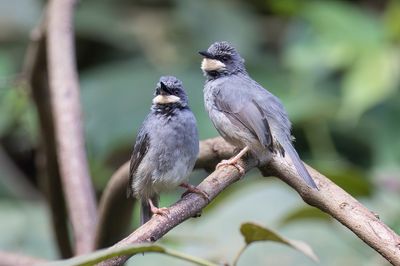 White-chinned Prinia - Witkeelprinia - Prinia  gorge blanche