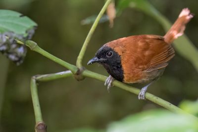 Black-faced Rufous Warbler - Grijsbuikvoszanger - Bathmocerque  face noire