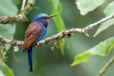 Blue-headed Bee-eater - Blauwkopbijeneter - Gupier  tte bleue
