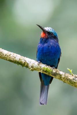 Blue-headed Bee-eater - Blauwkopbijeneter - Gupier  tte bleue