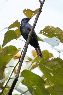 Stuhlmann's Starling - Stuhlmanns Spreeuw - Rufipenne de Stuhlmann