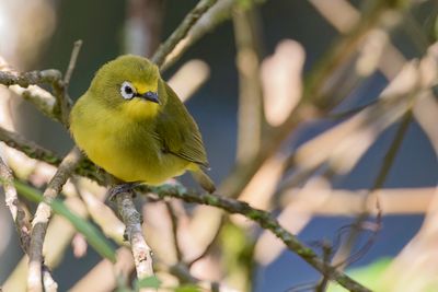 Northern Yellow White-eye - Noordelijke Afrikaanse Brilvogel - Zostrops jaune