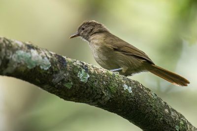 Toro Olive Greenbul - Toroloofbuulbuu - Bulbul du Toro