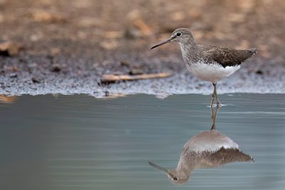 Green Sandpiper - Witgat - Chevalier culblanc