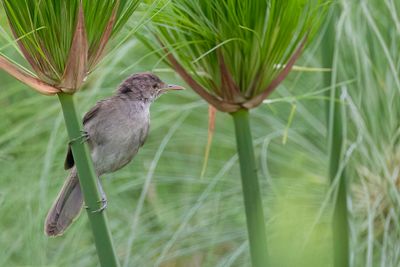 Greater Swamp Warbler - Papyrusrietzanger - Rousserolle des cannes