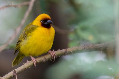 Northern Brown-throated Weaver - Rietwever - Tisserin  gorge noire (m)