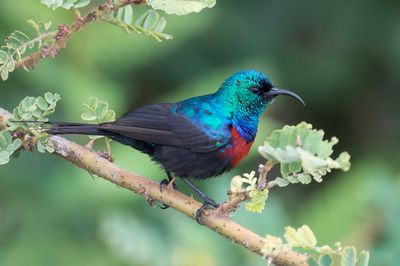 Red-chested Sunbird - Sierhoningzuiger - Souimanga  ceinture rouge (m)