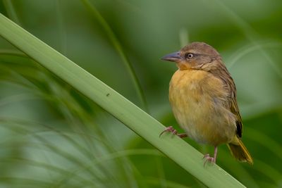 Northern Brown-throated Weaver - Rietwever - Tisserin  gorge noire (f)