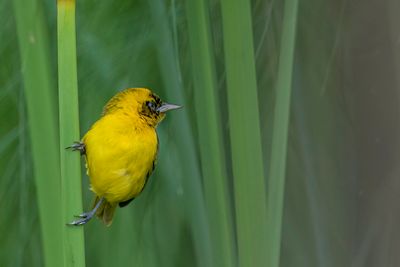 Slender-billed Weaver - Dunbekwever - Tisserin de Pelzeln (m)