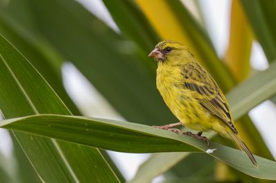 Papyrus Canary - Papyruskanarie - Serin du Koli (m)