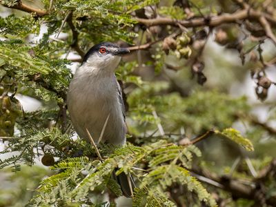 Black-backed Puffback - Poederdonsklauwier - Cubla boule-de-neige (m)