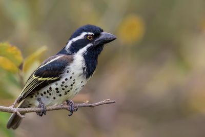 Birds of Kenya 2021