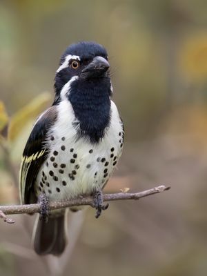 Spot-flanked Barbet - Rouwbaardvogel - Barbican funbre