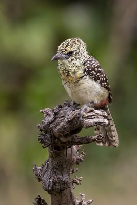 D'Arnaud's Barbet - D'Arnauds Baardvogel - Barbican dArnaud