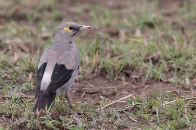 Wattled Starling - Lelspreeuw - tourneau caroncul