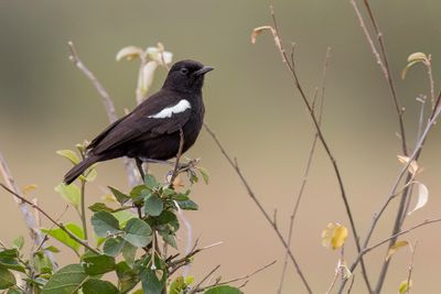 Sooty Chat - Zwarte Miertapuit - Traquet commandeur