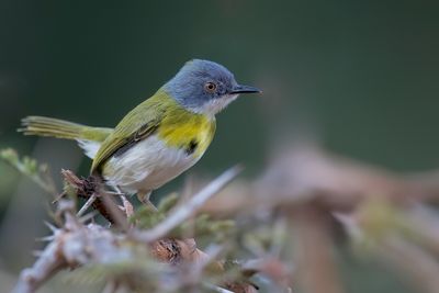 Yellow-breasted Apalis - Geelborstapalis - Apalis  gorge jaune