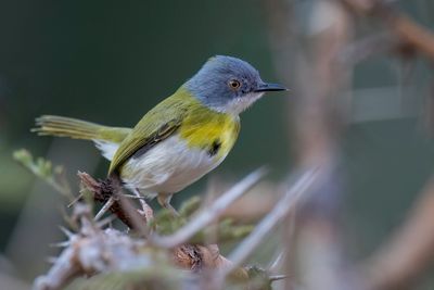 Yellow-breasted Apalis - Geelborstapalis - Apalis  gorge jaune