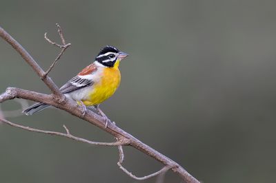 Golden-breasted Bunting - Acaciagors - Bruant  poitrine dore