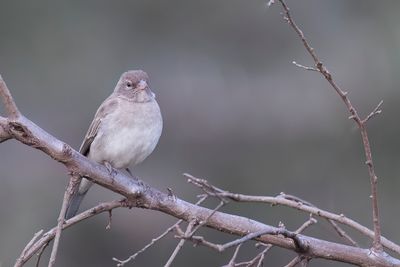 Yellow-spotted Bush Sparrow - Sahelrotsmus - Moineau  point jaune