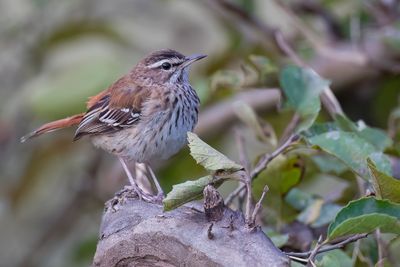 White-browed Scrub Robin - Witbrauwwaaierstaart - Agrobate  dos roux