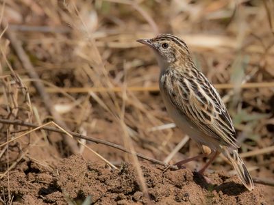 Pectoral-patch Cisticola - Borstvlekgraszanger - Cisticole brune