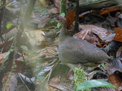Great Tinamou - Grote Tinamoe - Grand Tinamou