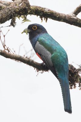 Blue-crowned Trogon - Blauwkruintrogon - Trogon couroucou