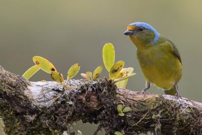 Golden-rumped Euphonia - Goudstuitorganist - Organiste doré (f)