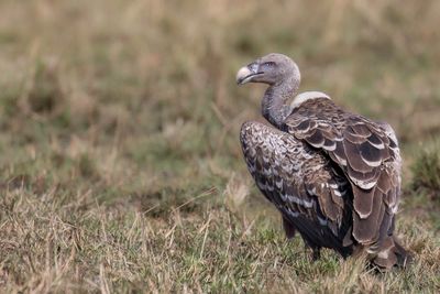 Rppell's Vulture - Rppells Gier - Vautour de Rppell