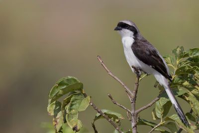 Grey-backed Fiscal - Grijsrugklapekster - Pie-griche  dos gris
