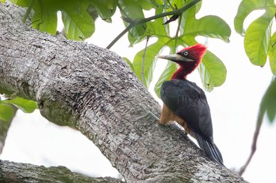 Red-necked Woodpecker - Roodnekspecht - Pic à cou rouge (f)